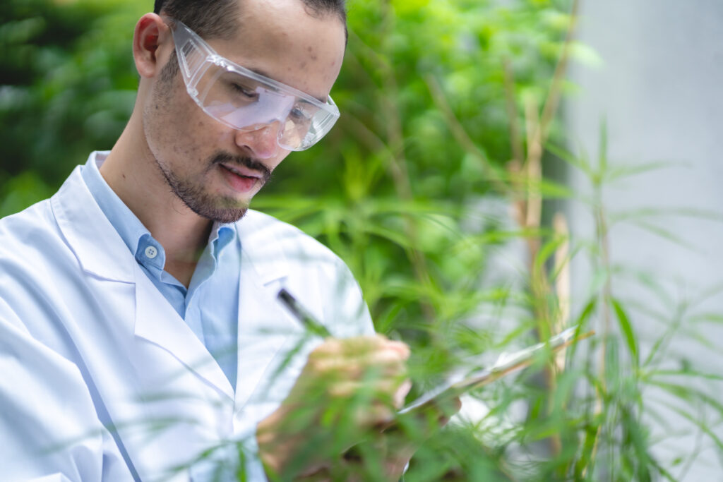 scientist checking on organic cannabis hemp plants in a weed greenhouse. Concept of legalization herbal for alternative medicine with cbd oil, commercial pharmaceutical in medicine business industry